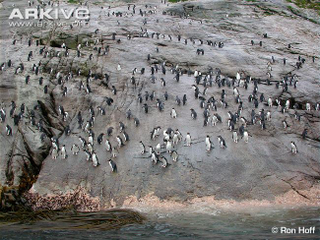 Illustration for article titled Flightless Friday - Eudyptes robustus Edition